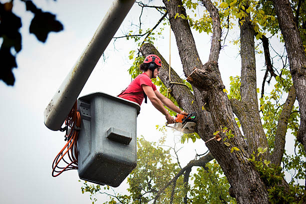 Best Tree Preservation Services  in Muniz, TX